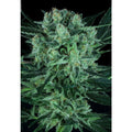 Durga Mata II CBD Feminizada de Paradise Seeds