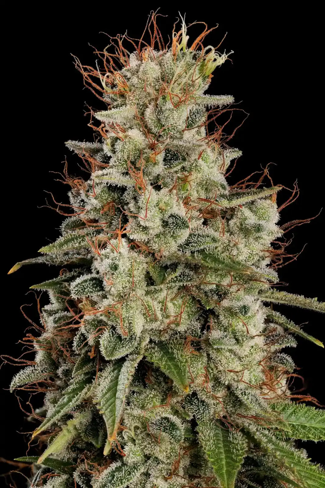 Dutch Dragon Feminizada de Paradise Seeds