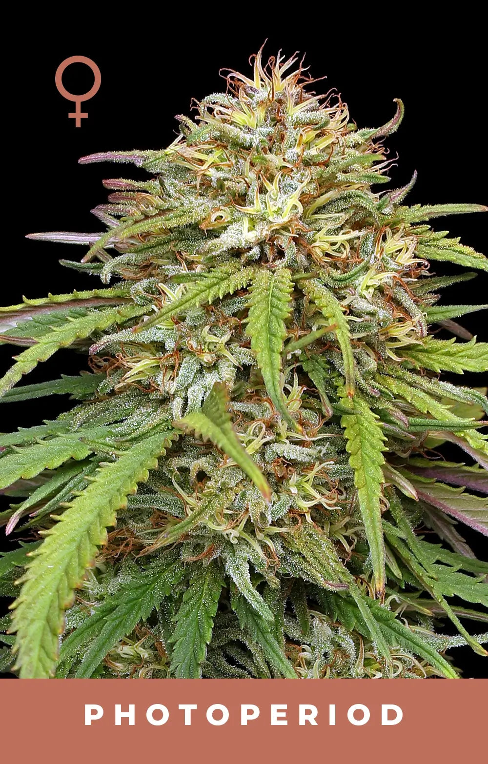 Ed Rosenthal's Super High Life Feminizada de Humboldt Seed Company
