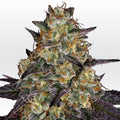 El Dorado Og Feminizada de Paradise Seeds