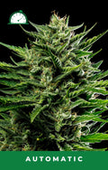 Emerald Fire OG Auto Autofloreciente de Humboldt Seed Company