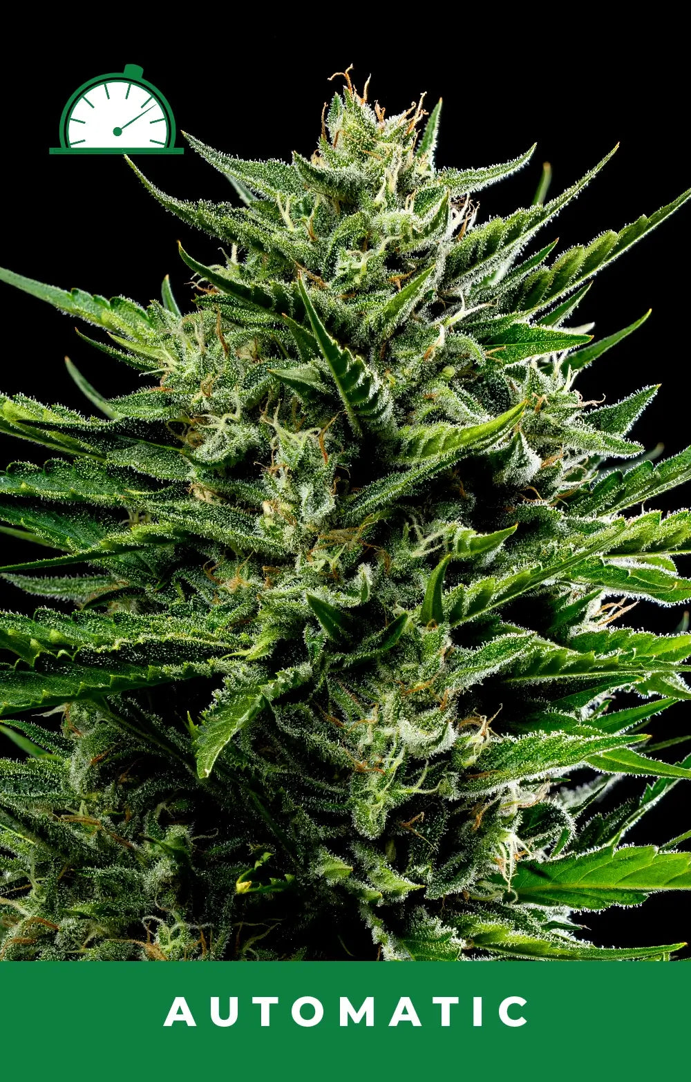 Emerald Fire OG Auto Autofloreciente de Humboldt Seed Company