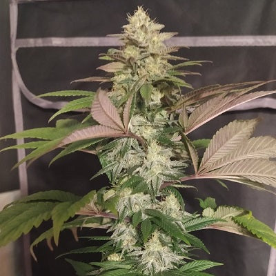 ErdPurt x PCK Feminizada