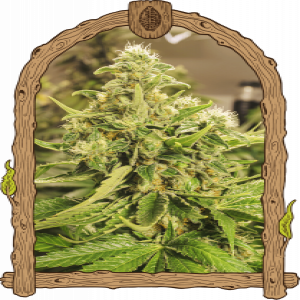 exotic Pure CBG Strain