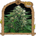 Exotic Thai Strain