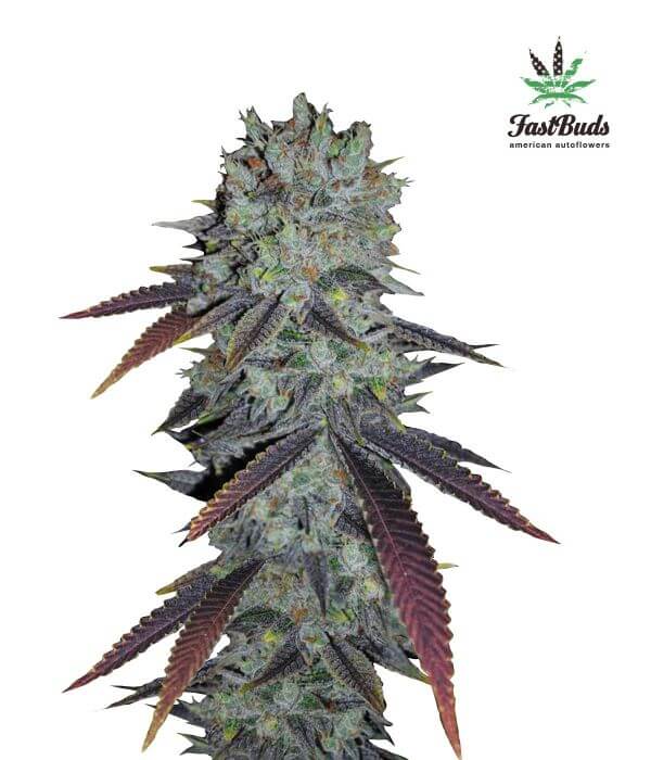 FastBerry Autofloreciente de Fast Buds