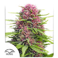 Frisian Dew®