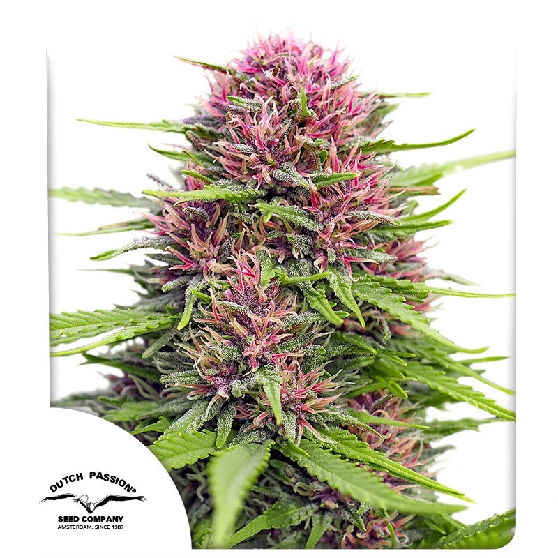 Frisian Dew®