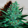 Fruity Chronic Juice ®