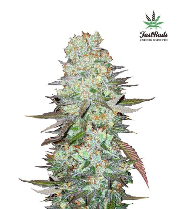 G14 Autofloreciente de Fast Buds