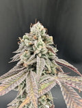 Garlic Mint Sherbet Feminizada de Fast Buds