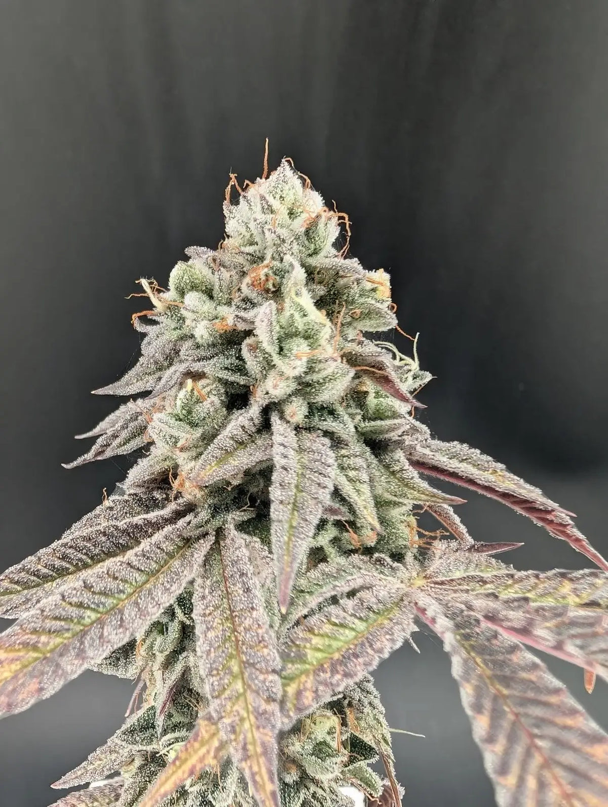 Garlic Mint Sherbet Feminizada de Fast Buds