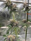 Gary Sherbet Feminizada de Fast Buds