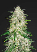 Gelato Auto Autofloreciente de Fast Buds