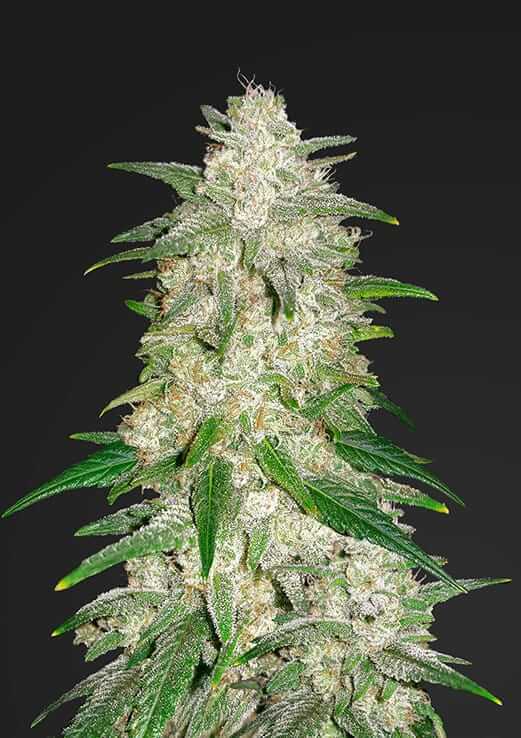 Gelato Auto Autofloreciente de Fast Buds