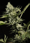 Glowstarz Feminizada de Paradise Seeds