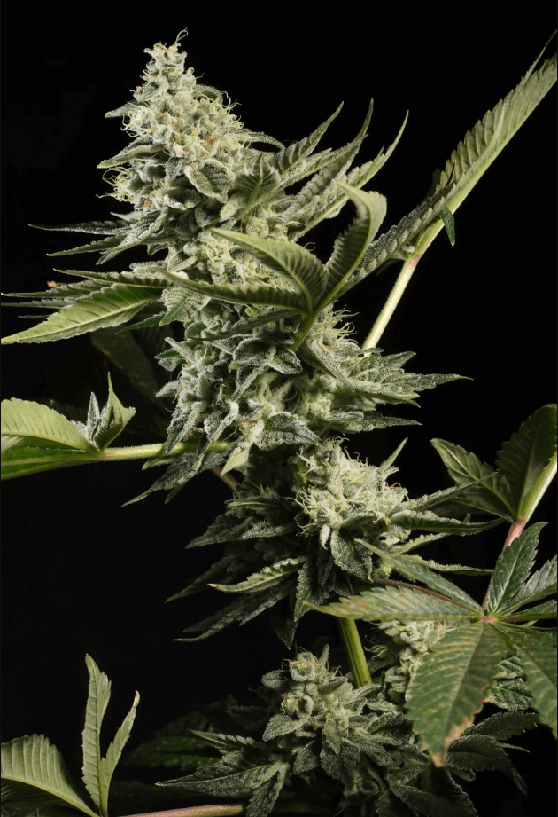 Glowstarz Feminizada de Paradise Seeds