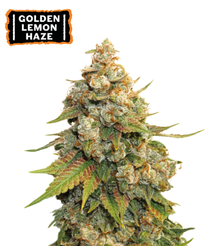 Golden Lemon Haze Feminized Cannabis Seeds