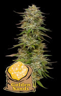 Golden Sands Feminizada de Humboldt Seed Company