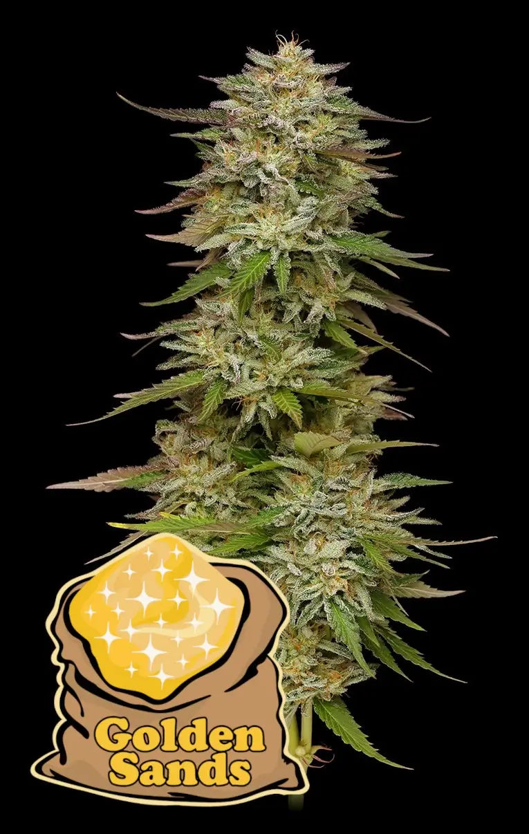 Golden Sands Feminizada de Humboldt Seed Company