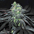 Golosa ®