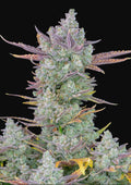 Gorilla Cookies Auto Autofloreciente de Fast Buds