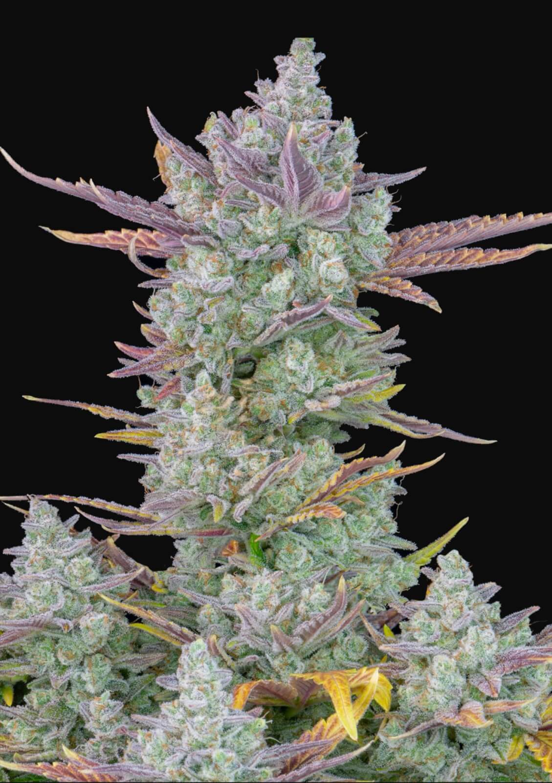 Gorilla Cookies Auto Autofloreciente de Fast Buds