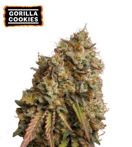 Gorilla Cookies Feminized Cannabis Seeds