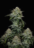 Gorilla Cookies FF Feminizada de Fast Buds