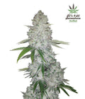 Gorilla Glue Auto Autofloreciente de Fast Buds