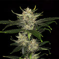 Gorilla King Auto