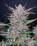 Gorilla Punch Auto Autofloreciente de Fast Buds