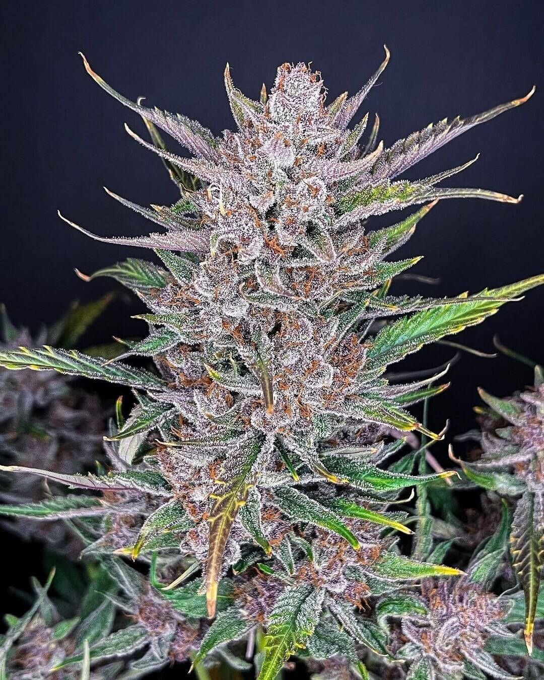 Gorilla Punch Auto Autofloreciente de Fast Buds