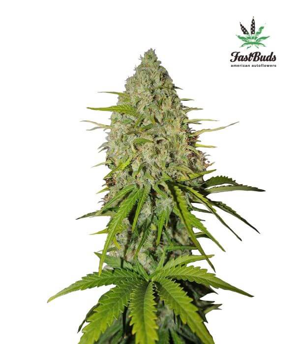 Grapefruit Matic Autofloreciente de Fast Buds