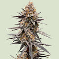 Gravity Berry F1