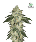 Green Crack Autofloreciente de Fast Buds