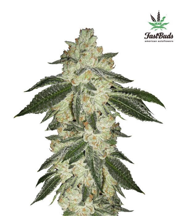 Green Crack Autofloreciente de Fast Buds