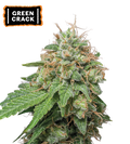 Green Crack Autoflower Cannabis Seeds