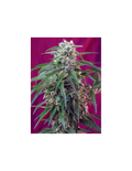 Green Poison Auto®
