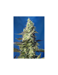 Green Poison XL Auto®