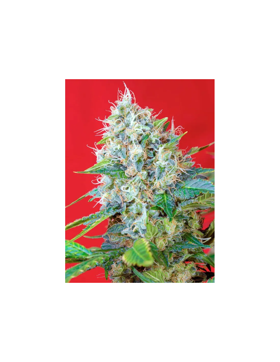 Green Poison®