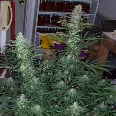 Green Mountain Grape Regular