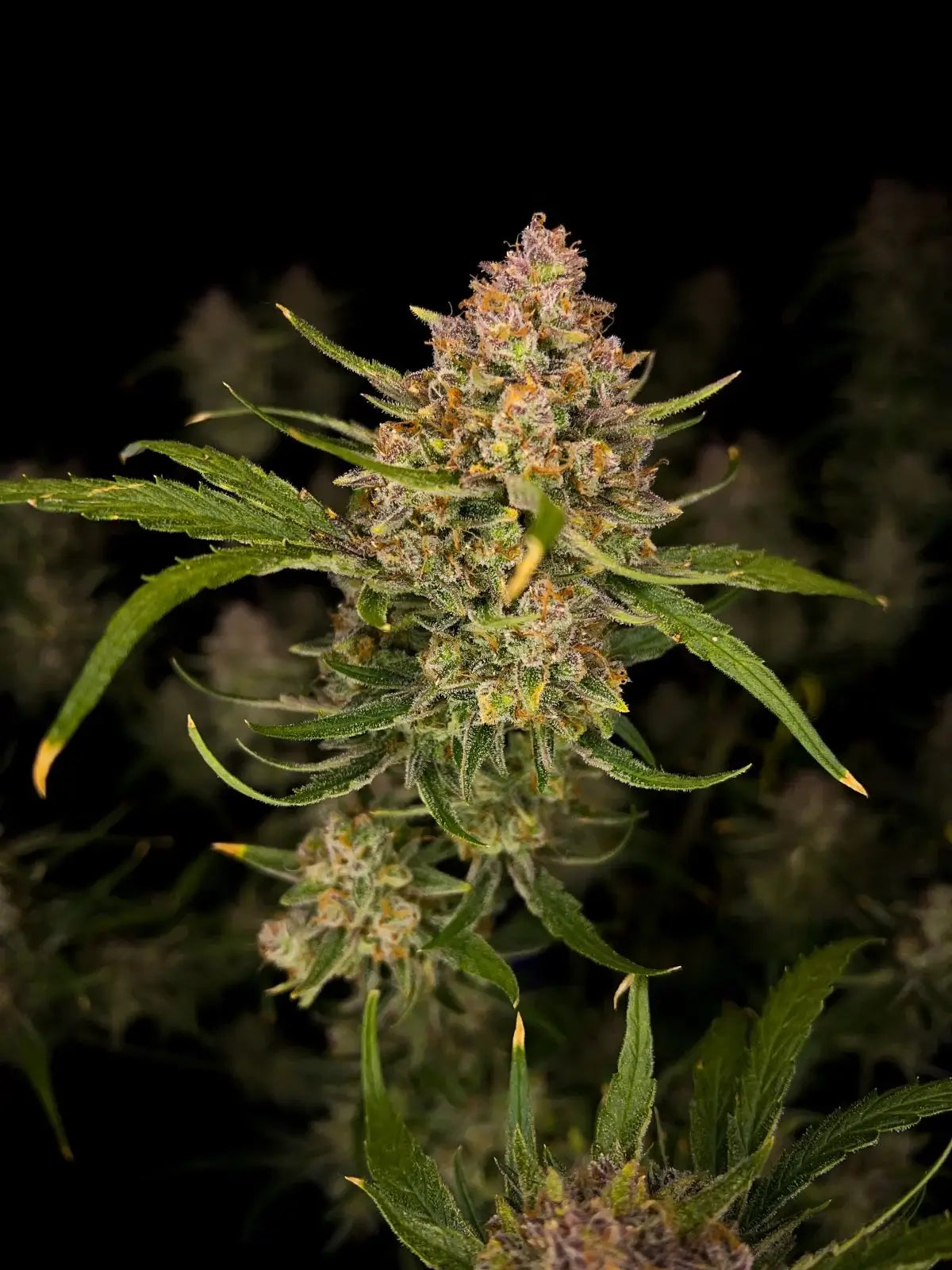 Guava Auto Autofloreciente de Fast Buds