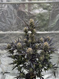 Guava Auto RF3 Autofloreciente de Fast Buds