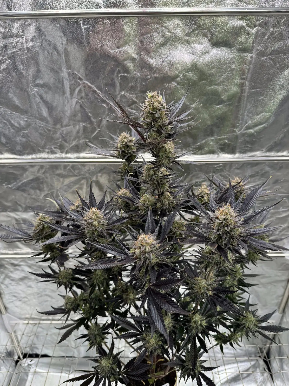 Guava Auto RF3 Autofloreciente de Fast Buds