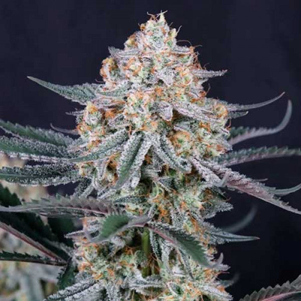 Guava Sundae Auto