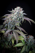 Gulupa Feminizada de Paradise Seeds