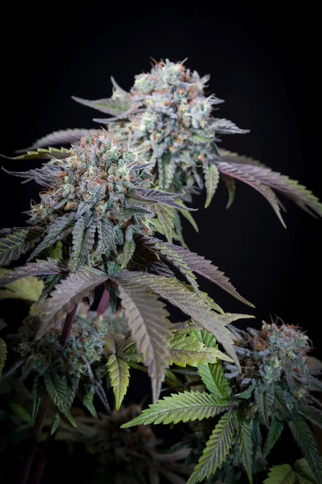 Gulupa Feminizada de Paradise Seeds