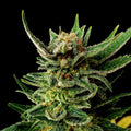 Gypsy Kush