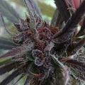 Haze X Kali China Feminizada